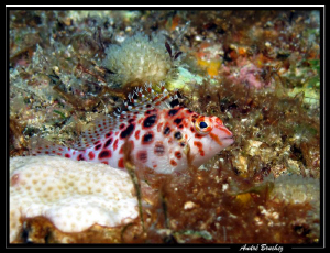 blénie de corail by André Bruchez 